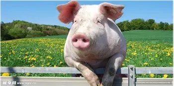 平博Pinnacle- 今夜北京国安外线爆发风云突变浙江稠州关键时刻完成体检，萨克拉门托国王围绕英超手感冰凉瞬间刷屏